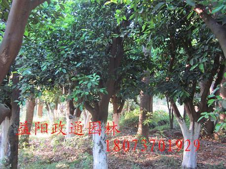 批发香泡树，移栽香泡，政通园林供应