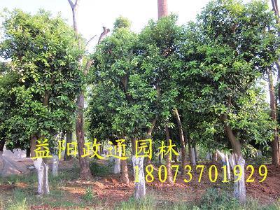 批发米径12至30公分香泡树，移栽香泡，政通园林供货