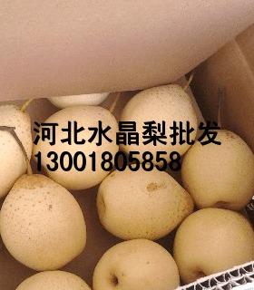 供应河北水晶梨，种植，储存，批发