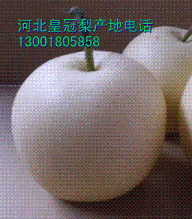 供应河北皇冠梨,带把皇冠梨60装,45装